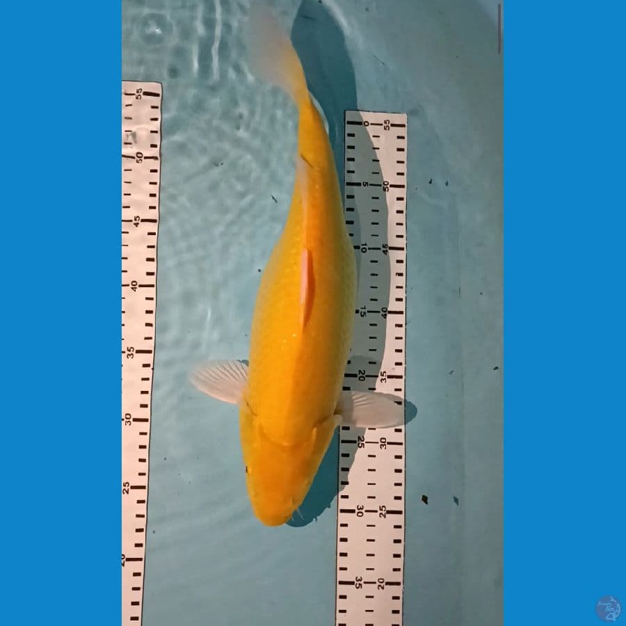 Karasi 38 cm