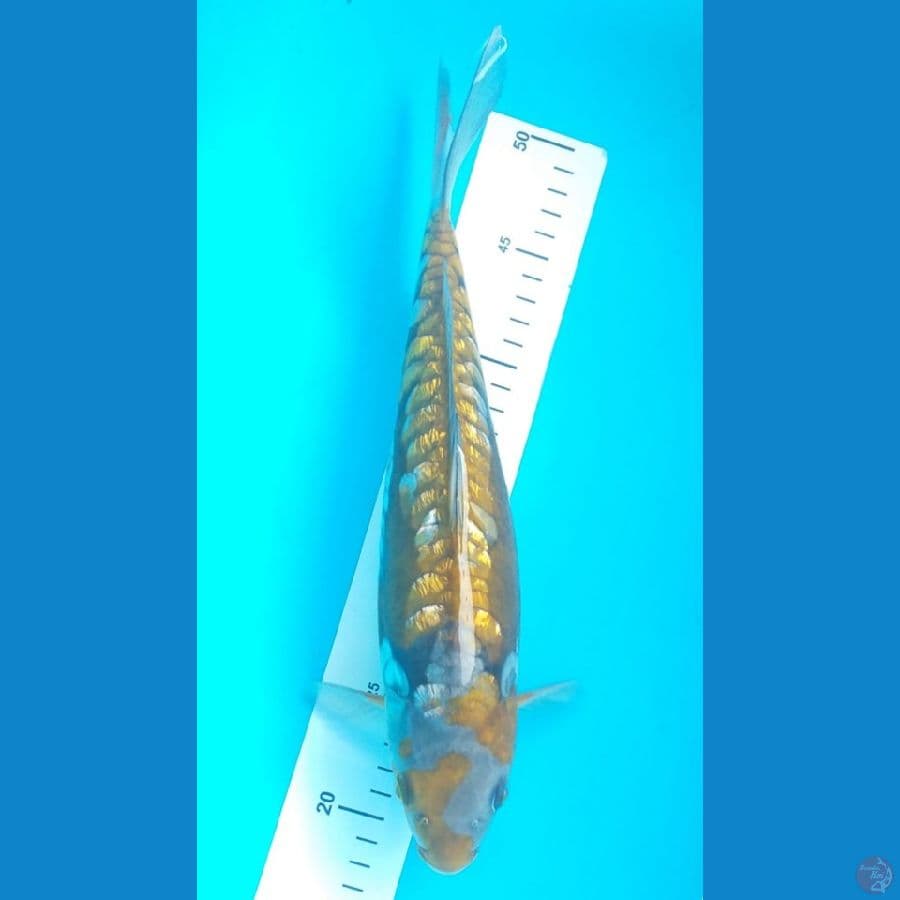 Aragoke 32 cm/Female