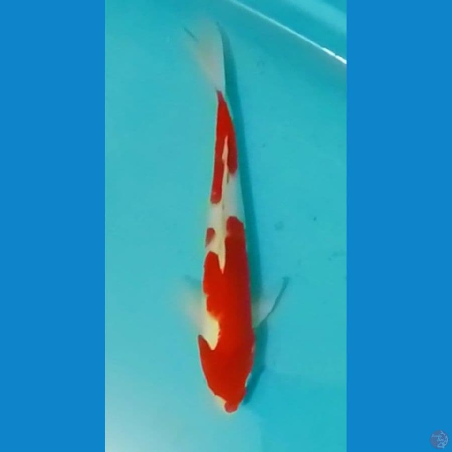 Kohaku 33cm (M)