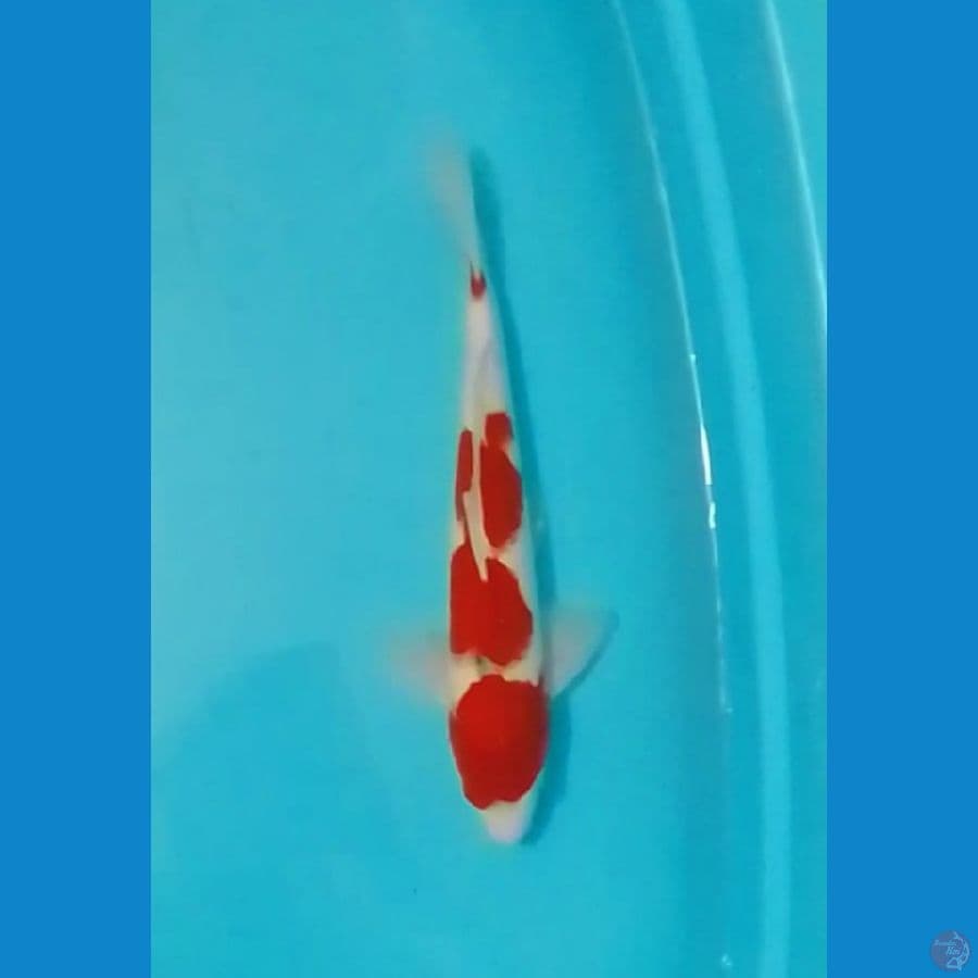 Sanke 37cm (M)