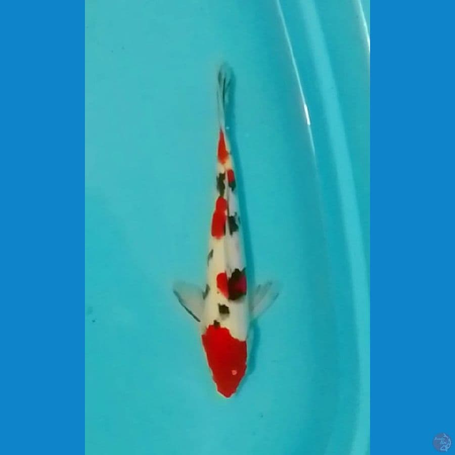 Sanke 34cm