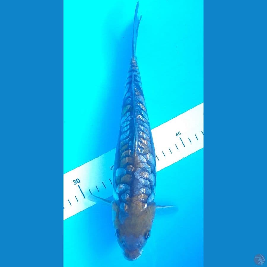 Aragoke 31cm/(Jenis kelamin: unknown)