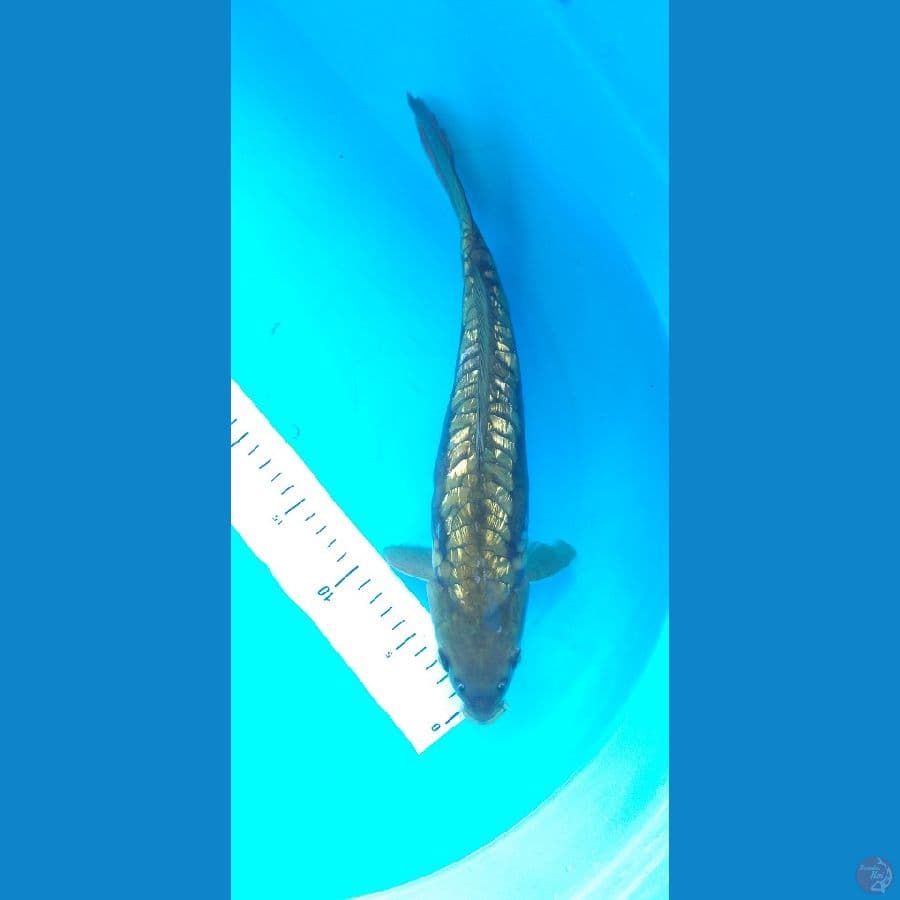 Aragoke 33cm/Jantan