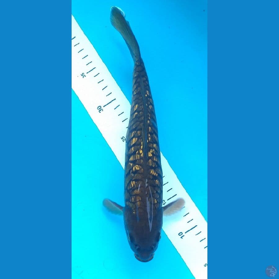 Aragoke 31cm/Jantan
