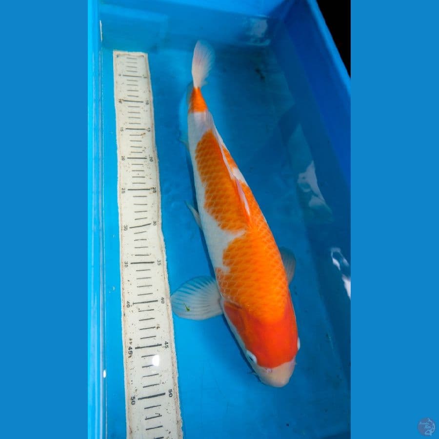 Kohaku Hosikin 50cm Male Serti