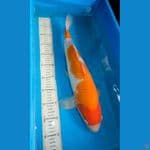 Kohaku Hosikin 50cm Male Serti