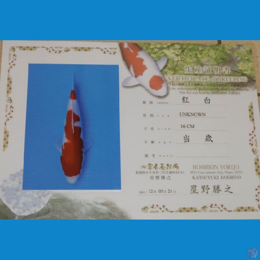 Kohaku Hosikin 50cm Male Serti