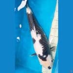 Shiro Omosako 50 cm (non serti)