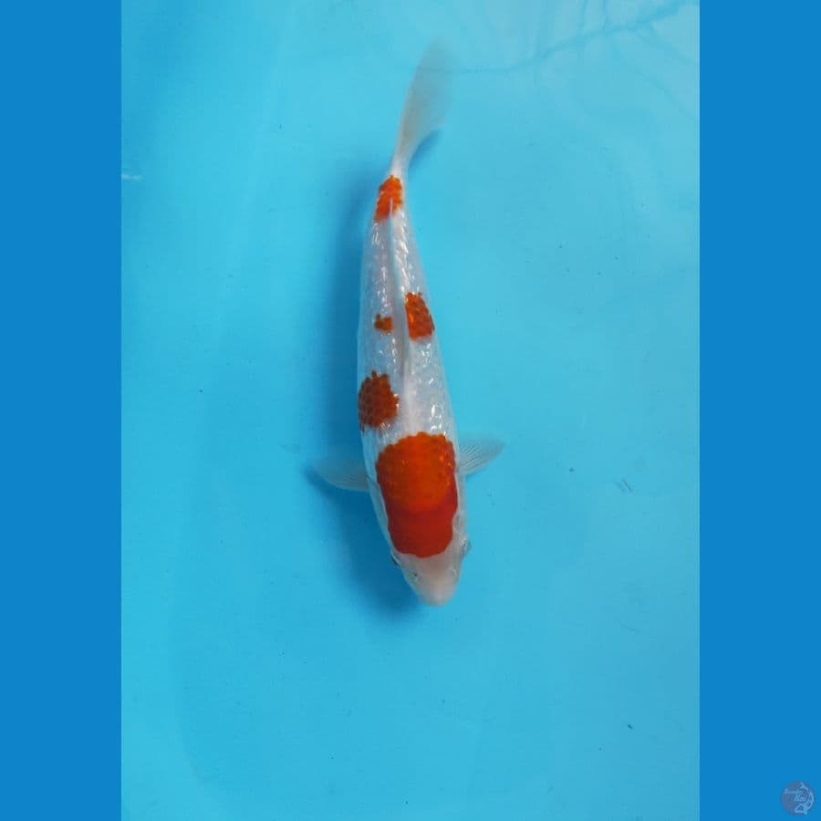 KOHAKU GINRIN ORI 26CM