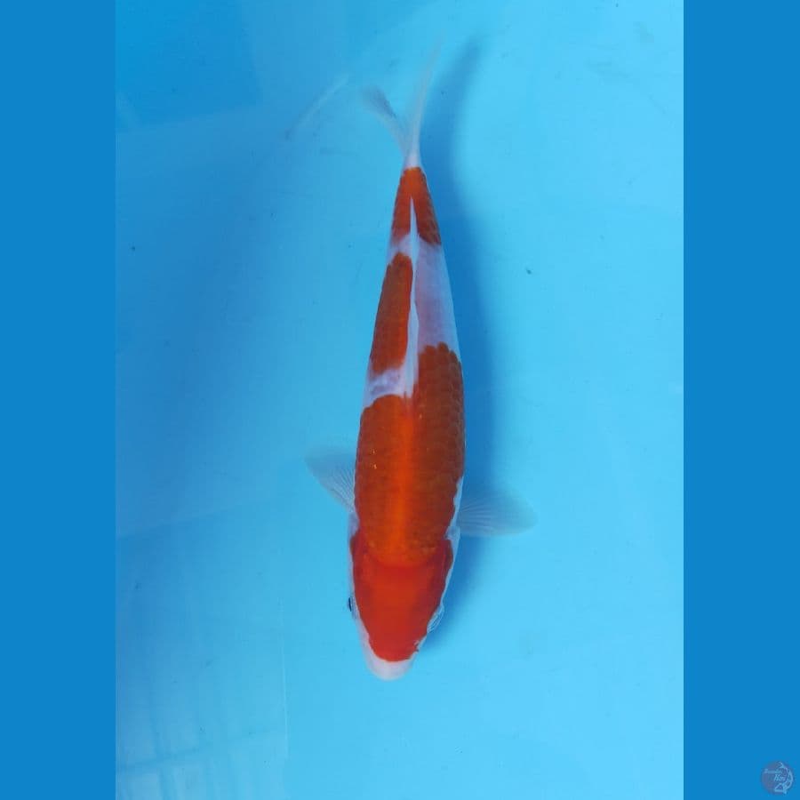 KOHAKU 20CM