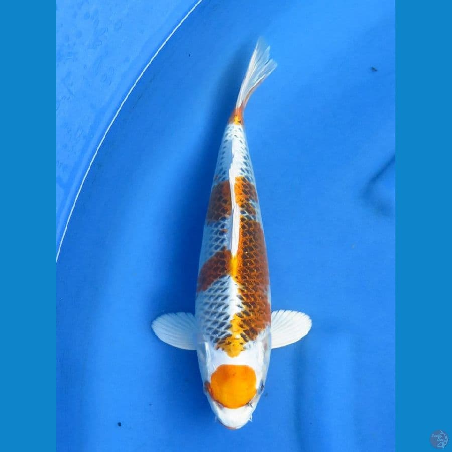 28cm , SQ Kujaku