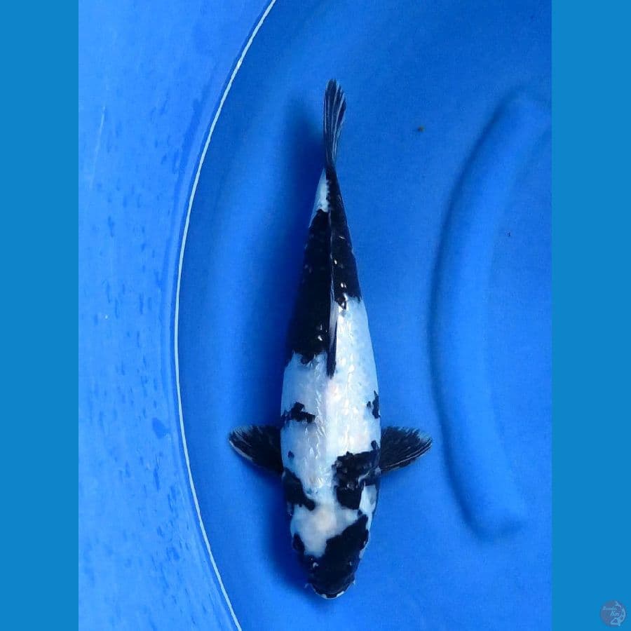 36cm , Putih Salju