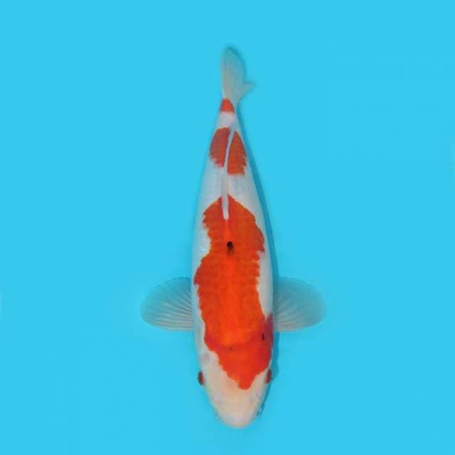 37 CM - RED EYES BULKY