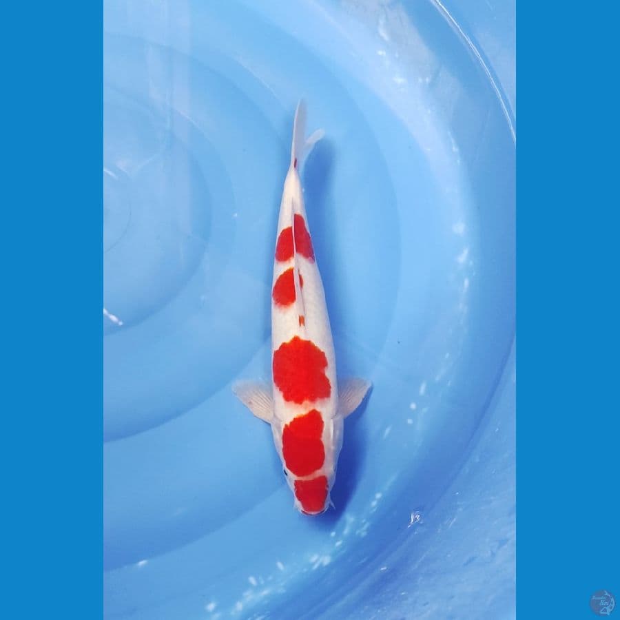35 CM ~ KOHAKU CEPLOK 5