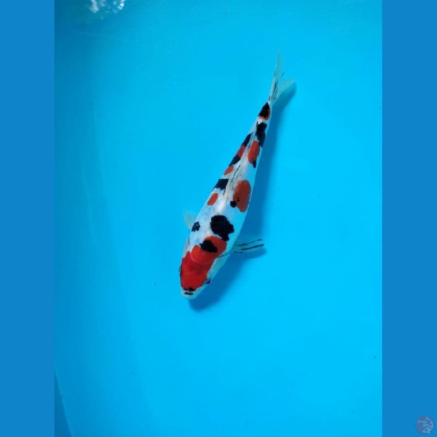 doitsu SQ yang mau meneruskan prestasi 25cm 