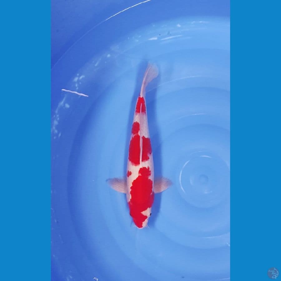 38 CM ~ KOHAKU STRONG