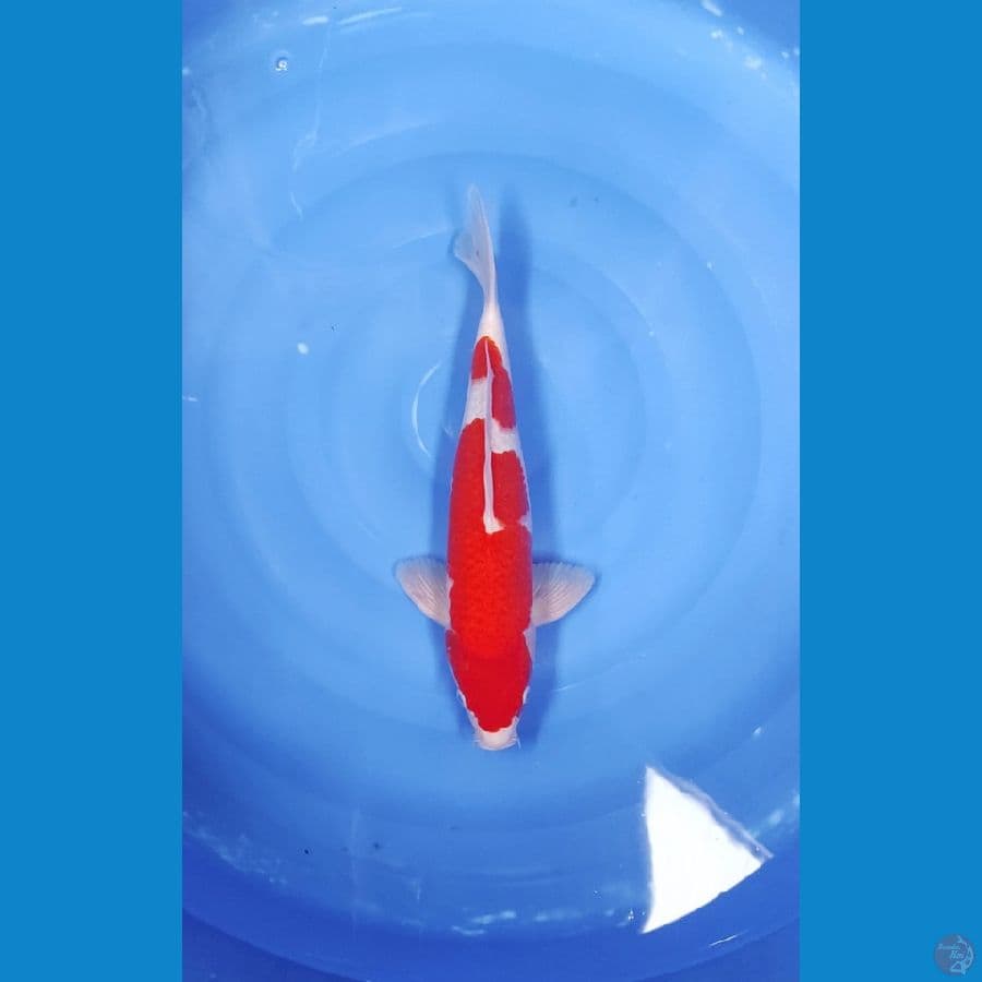 40 CM ~ INAZUMA