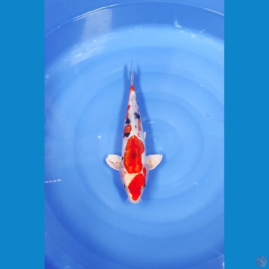 38 CM ~ HEISHINISKI