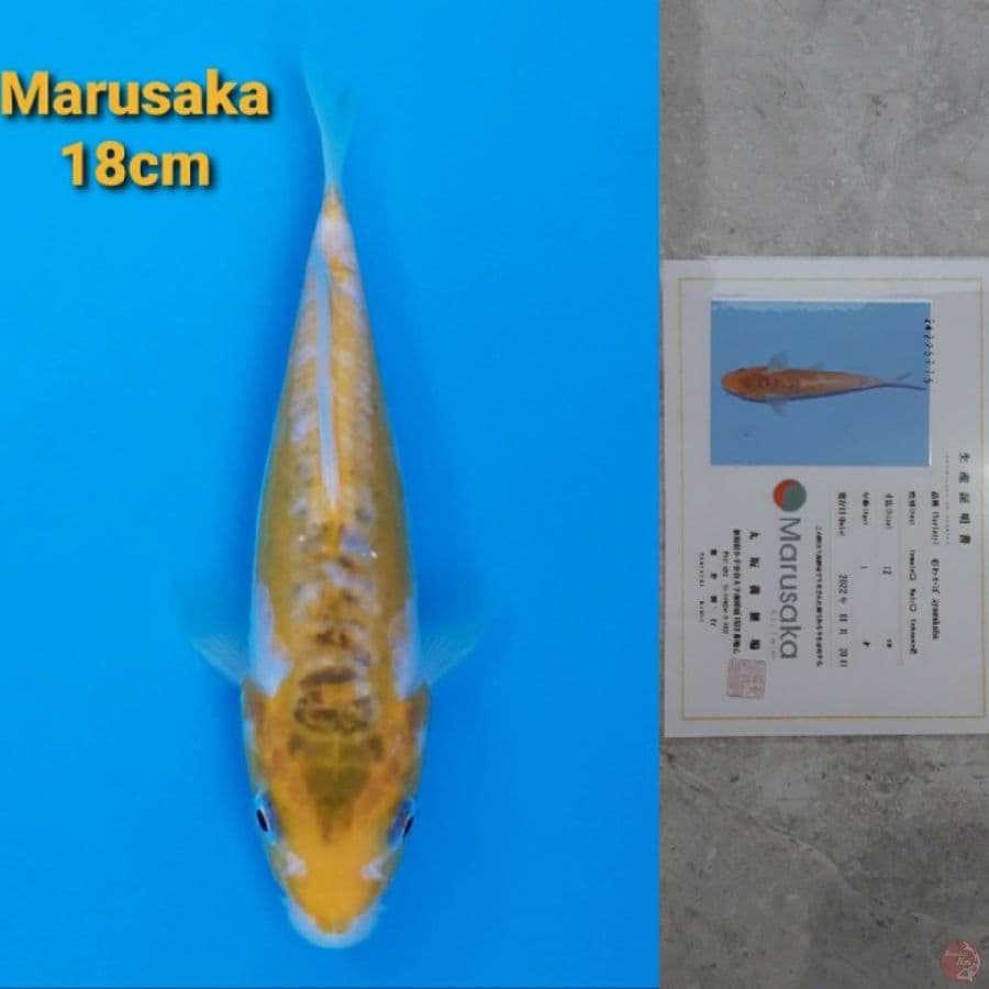 MARUSAKA AYAWAKABA 18CM SERTI