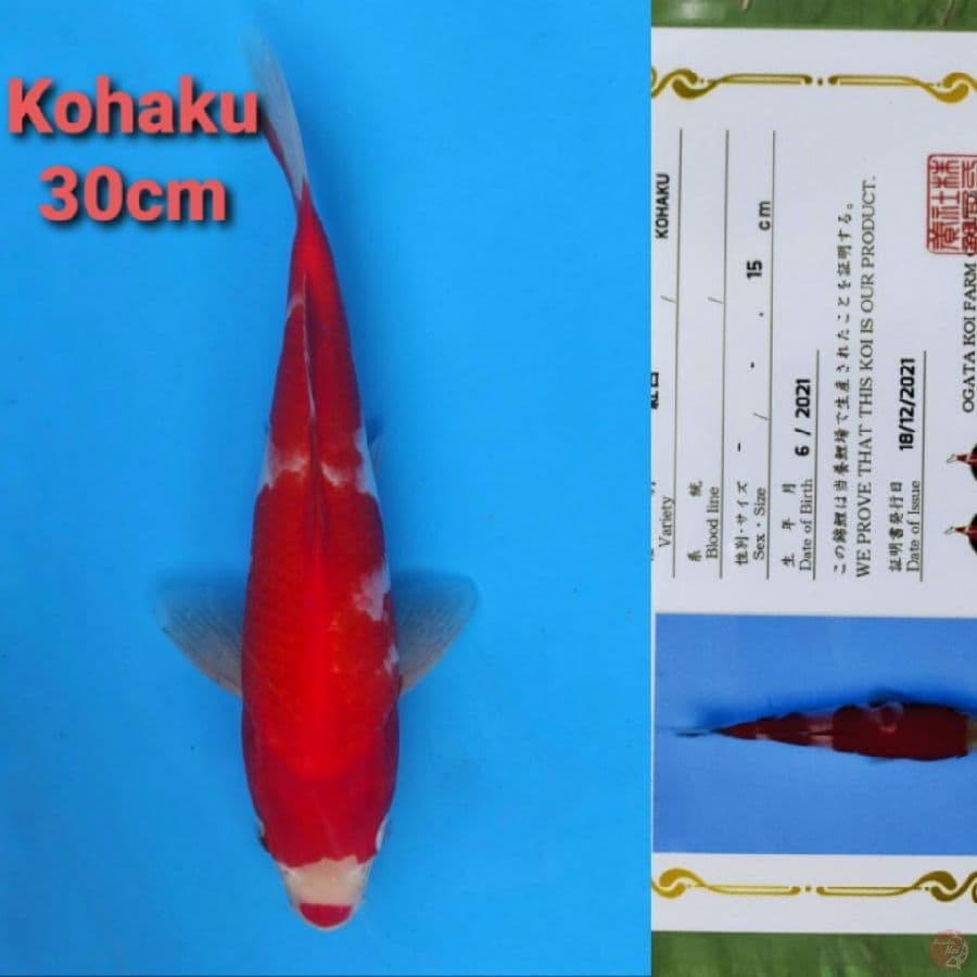 OGATA KOHAKU 30CM SERTI