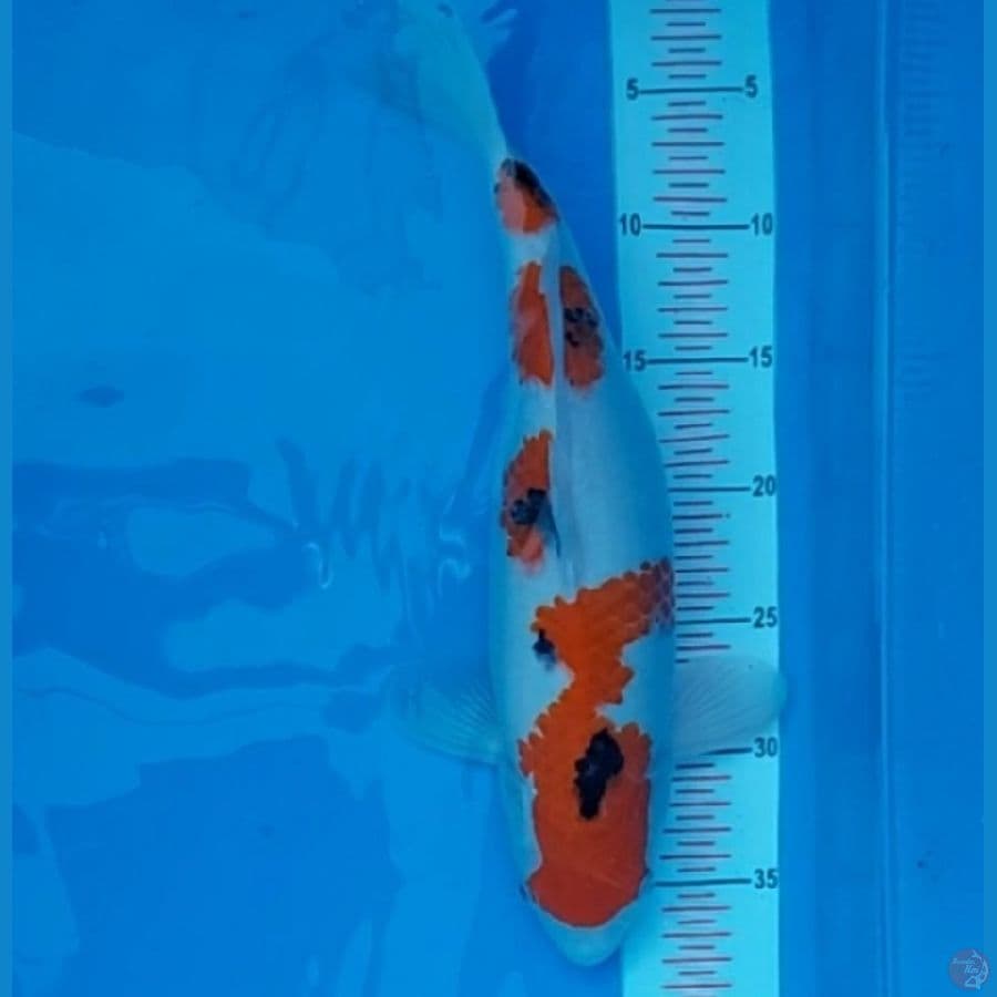Sanke Original 40 BU