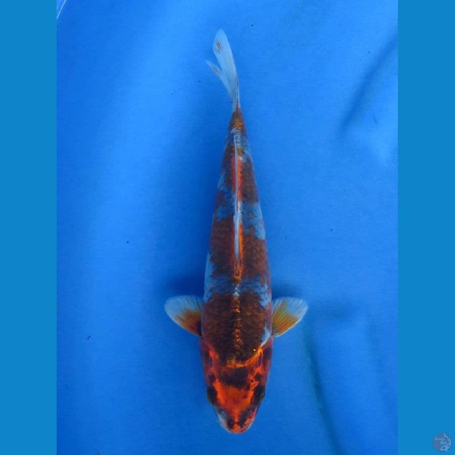 25cm - Goshiki Ochiba 