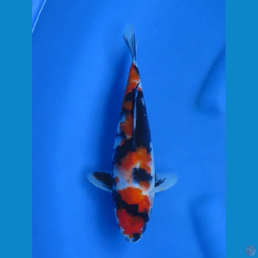 26cm - Red Showa