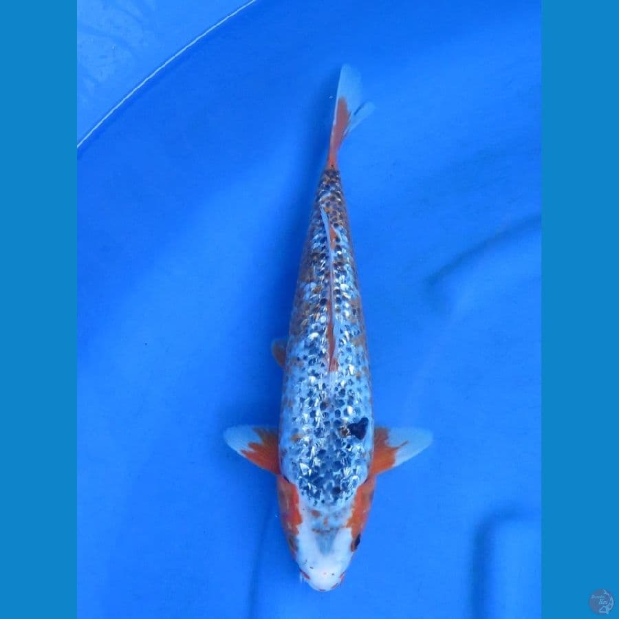36cm - Unique  