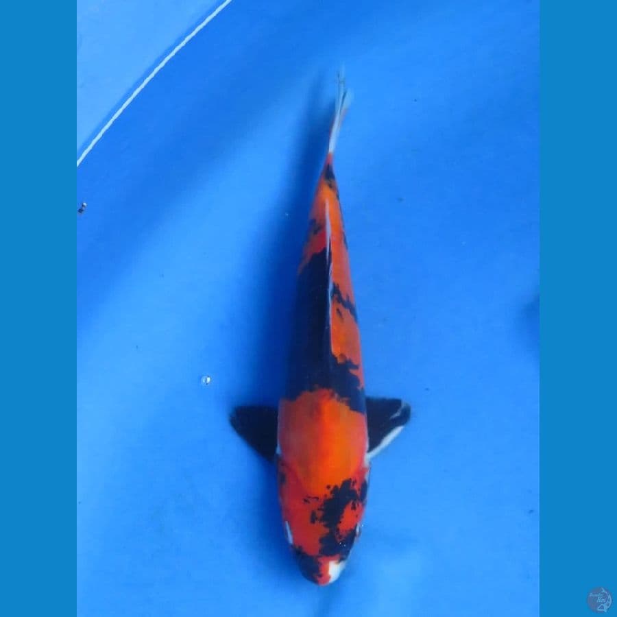 24cm - Showa doitsu murni