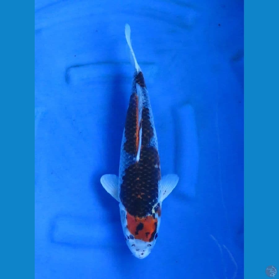 36cm - Budo Goshiki