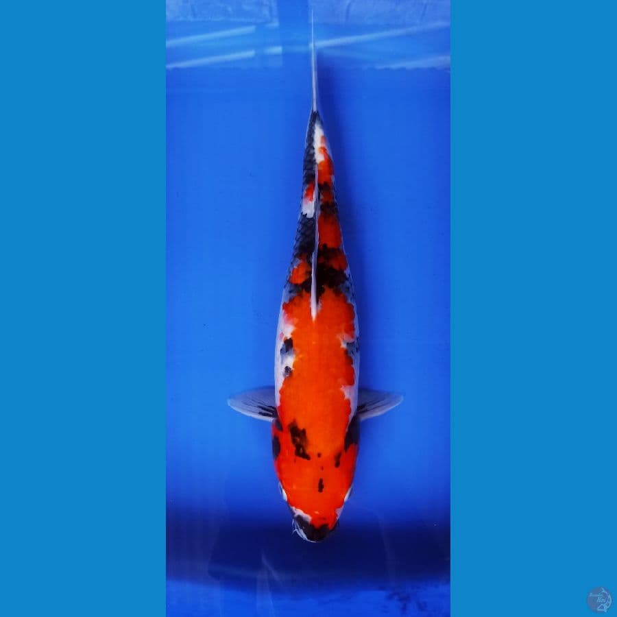 SHOWA 32CM