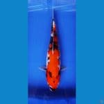 SHOWA 32CM