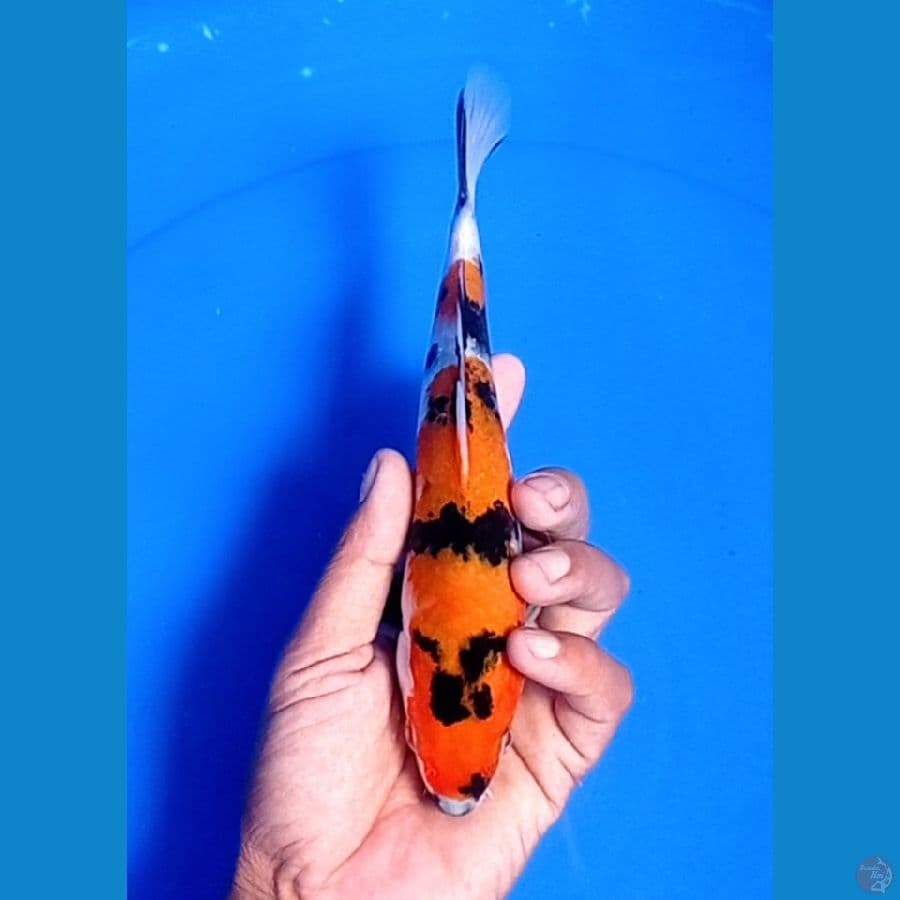 showa 22 cm