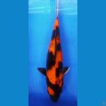 HISHOWA 39CM