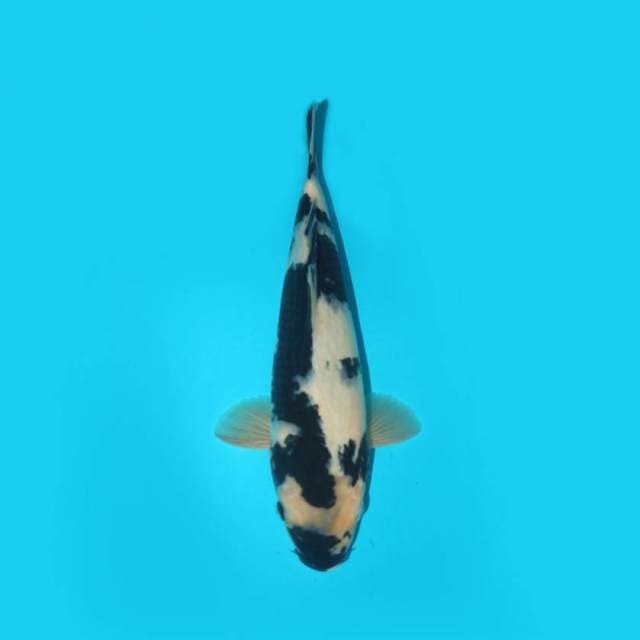 31 CM - SHIR O