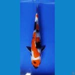 MARUTEN SHOWA 33CM CUTKER