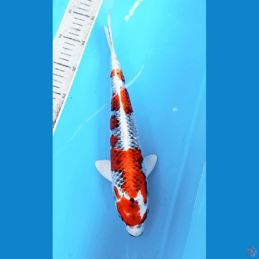 kujaku 35cm