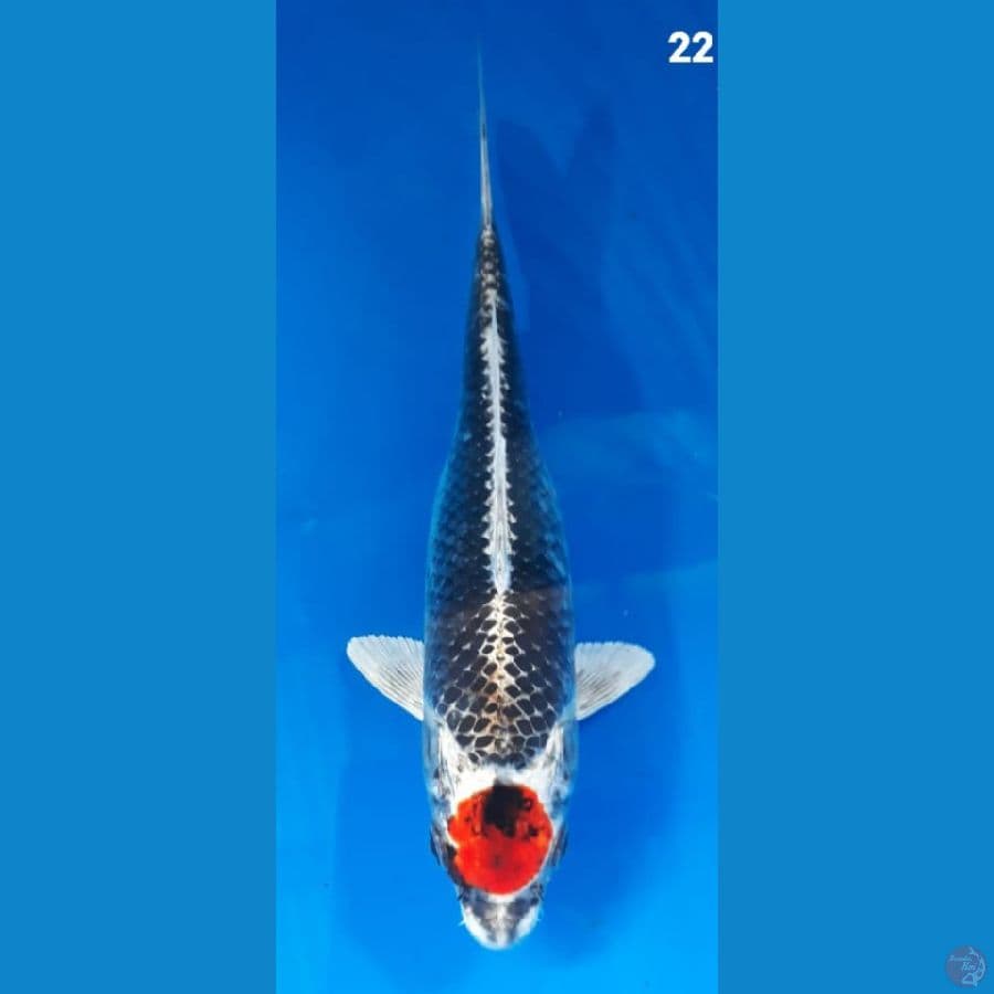 tanco beni ginga 22cm