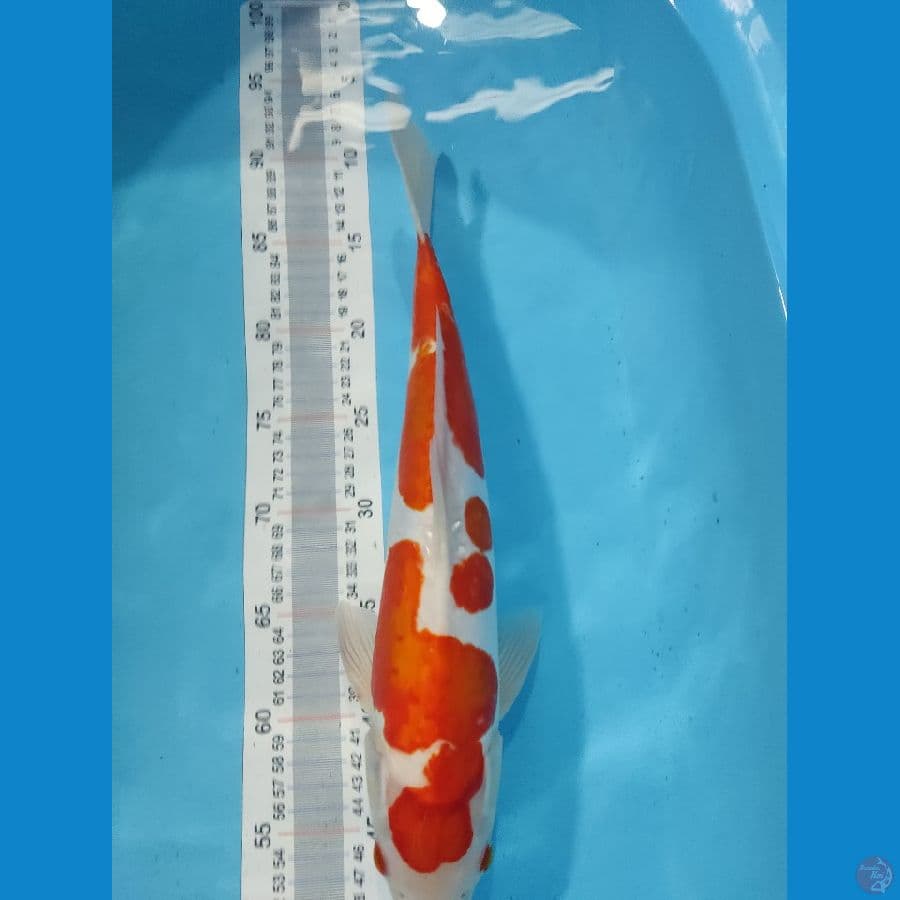 KOHAKU DOITSU 39CM