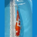 KOHAKU DOITSU 39CM