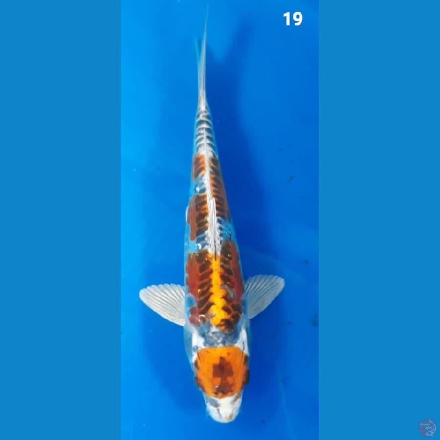 maruten kiko 19cm