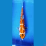 KIKORYU DOITSU 34CM