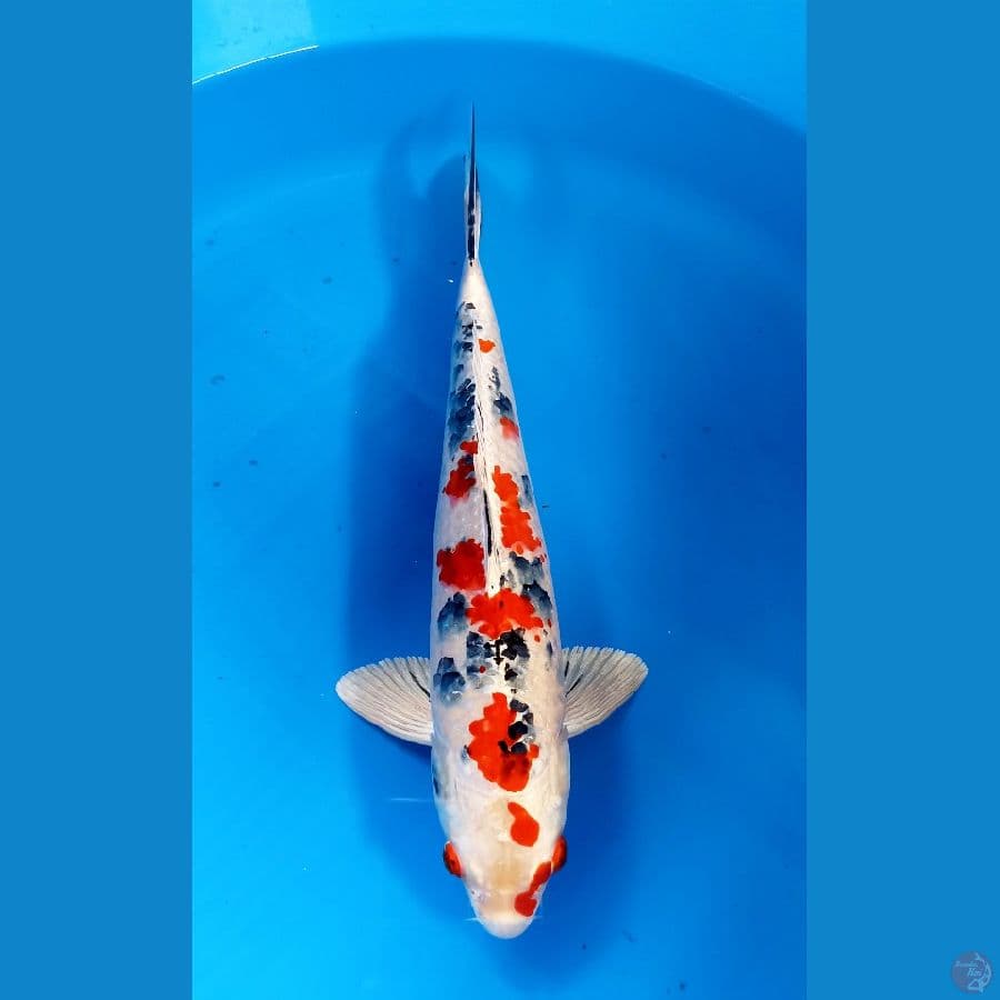 Heisei Nishiki 36cm