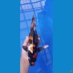 showa ginrin 31 cm