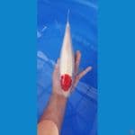 tancho original 32 cm