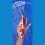 kohaku 29 cm male