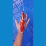 kohaku 27 cm