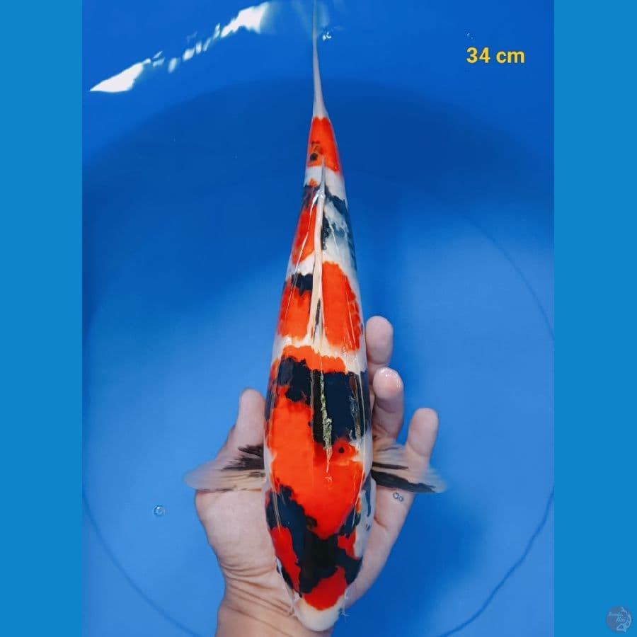 showa sansoku male 34 cm