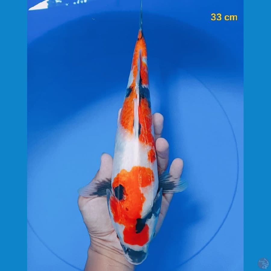 showa male 33 cm