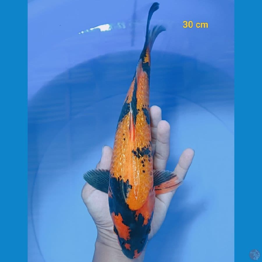 Hiu ginrin male 30 cm